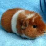 De huidige afbeelding heeft geen alternatieve tekst. De bestandsnaam is: cavia.jpg